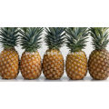 Fresh pineapples best price from Vietnam/ canned pineapple 2017